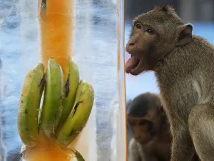 A monkey licks a block of ice with fruits encased in it during the annual Monkey Buffet A monkey licks a block of ice with fruits encased in it during the annual Monkey Buffet