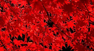 The morning sun illuminates the late changing fire red leaves in Falls Church, Virginia The morning sun illuminates the late changing fire red leaves in Falls Church, Virginia