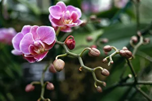 Moth orchid known as a Phalalenopsis Firebird Phoenix is seen during a media preview Moth orchid known as a Phalalenopsis Firebird Phoenix is seen during a media preview
