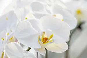 Moth orchids are seen during the Orchid Extravaganza 2019 floral display at Gardens Moth orchids are seen during the Orchid Extravaganza 2019 floral display at Gardens