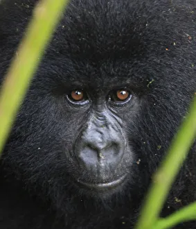 A mountain gorilla looks out of a clearing in Virunga national park in the Democratic A mountain gorilla looks out of a clearing in Virunga national park in the Democratic