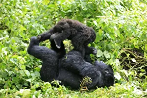 A mountain gorilla plays with a young gorilla in a clearing in Virunga national park in A mountain gorilla plays with a young gorilla in a clearing in Virunga national park in