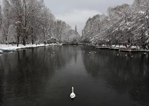 A mute swan swims on a lake after snowfall in Pogradec A mute swan swims on a lake after snowfall in Pogradec