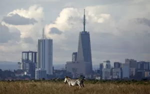 Nairobi Collection: The Nairobi skyline is seen in the background as a zebra walks through the Nairobi
