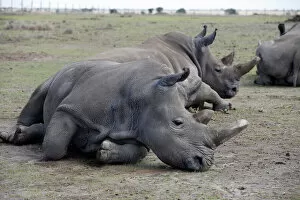 Rhinoceros Collection: Najin and her daughter Patu, the last two northern white rhino females