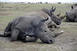 Najin and her daughter Patu, the last two northern white rhino females Najin and her daughter Patu, the last two northern white rhino females