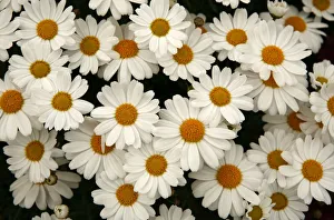 A new Argyranthemum white comet is on display during the 2009 California Pack Trial A new Argyranthemum white comet is on display during the 2009 California Pack Trial