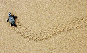 A new born Loggerhead sea turtle makes its way to the ocean at Forte beach in the A new born Loggerhead sea turtle makes its way to the ocean at Forte beach in the