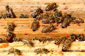 Prints of Bees are seen on frames of a beehive in Denee, Belgium, May 15, 2018. Picture taken May 15, 2018. REUTERS/Yves Herman Environment Prints: Bees on frames Print, May 15, 2018