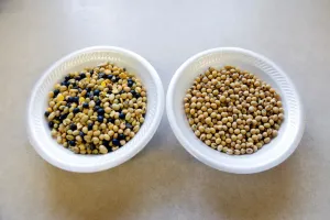 Soybean Comparison Print: Unprocessed and Processed Samples