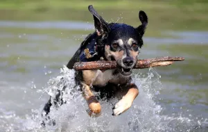 Weather Prints: Spring in Vienna Print: A Dog Jumps into a Lake at Prater Park