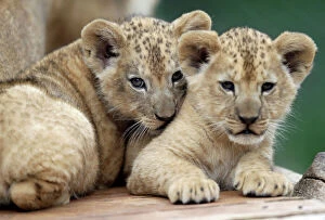 Close Up Collection: Newly born Barbary lion cubs rest inside their enclosure at Dvur Kralove Zoo