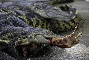 A Nile crocodile eats a chicken at a farm in the South Moravian village of Velky Karlov A Nile crocodile eats a chicken at a farm in the South Moravian village of Velky Karlov