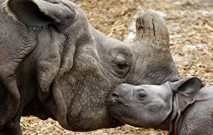 Nine-day old male Indian rhinoceros Jari stands beside his mother Quetta in an enclosure Nine-day old male Indian rhinoceros Jari stands beside his mother Quetta in an enclosure