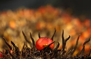 An oil palm fruit is seen at PT Perkebunan Nusantara VIII An oil palm fruit is seen at PT Perkebunan Nusantara VIII