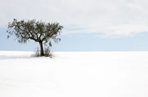 An olive tree is seen in the west outskirt of Rome An olive tree is seen in the west outskirt of Rome