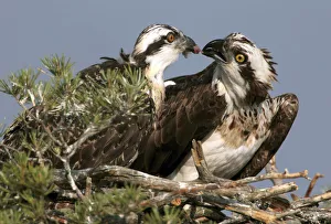 An osprey feeds its chick on a nest in a marsh near the remote village of Rasolai An osprey feeds its chick on a nest in a marsh near the remote village of Rasolai