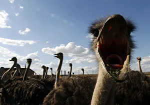 An ostrich reacts at an ostrich farm in the village of Yasnogorodka An ostrich reacts at an ostrich farm in the village of Yasnogorodka
