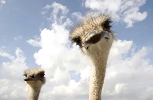 Ostriches look on from an enclosure at an ostrich farm near the village of Kozishche Ostriches look on from an enclosure at an ostrich farm near the village of Kozishche
