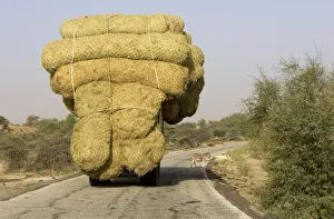 An overloaded truck carries bales of rice stalks near Rosso An overloaded truck carries bales of rice stalks near Rosso