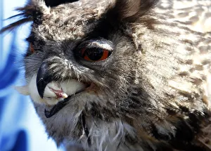 Owl eats dead poultry during falconers show in Berlin Owl eats dead poultry during falconers show in Berlin
