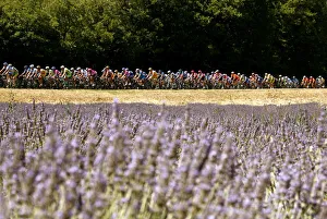 The pack of riders cycles past lavender fields during the 14th stage of the 93rd Tour The pack of riders cycles past lavender fields during the 14th stage of the 93rd Tour