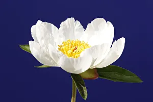 A Paeonia Lactiflora, commonly known as White Wings , is displayed as preparations A Paeonia Lactiflora, commonly known as White Wings , is displayed as preparations