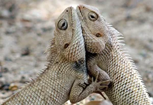 A pair of chameleons fight inside a park in Ahmedabad A pair of chameleons fight inside a park in Ahmedabad