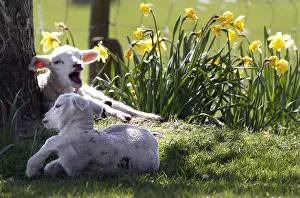 A pair of lambs sit in the shade of a tree among daffodils at the Hall Farm in Stratford A pair of lambs sit in the shade of a tree among daffodils at the Hall Farm in Stratford