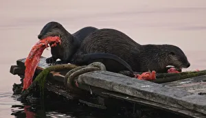 A pair of sea otters eat a salmon they caught in Esquimalt, British Columbia A pair of sea otters eat a salmon they caught in Esquimalt, British Columbia