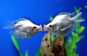 A pair of tropical kissing fish kiss in Shanghai A pair of tropical kissing fish kiss in Shanghai