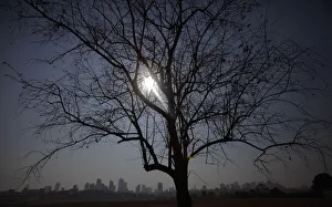 A parched tree is silhouetted in the hazy cityscape of Cuiaba A parched tree is silhouetted in the hazy cityscape of Cuiaba