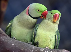 Parrots are seen inside their cage on the eve of Valentines Day in Chandigarh Parrots are seen inside their cage on the eve of Valentines Day in Chandigarh