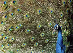 A Peacock Spreads its Feathers A Peacock Spreads its Feathers
