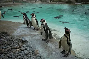 Penguins look on during the Annual Stocktake at ZSL London Zoo in London Penguins look on during the Annual Stocktake at ZSL London Zoo in London