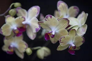 A Phalaenopsis bee sting orchid is displayed during the media launch of the Alluring A Phalaenopsis bee sting orchid is displayed during the media launch of the Alluring
