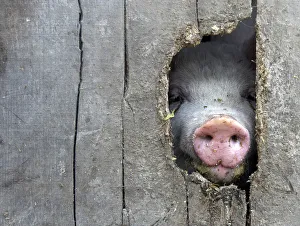 A pig pokes its nose through a hole in a fence in the eastern Hungarian village of A pig pokes its nose through a hole in a fence in the eastern Hungarian village of
