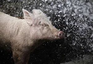 A pig is sprayed with water in its enclosure at a farm on the outskirts of Havana A pig is sprayed with water in its enclosure at a farm on the outskirts of Havana