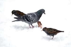 A pigeon and birds eat bread on a snow-covered path in the Parc Monceau as winter weather A pigeon and birds eat bread on a snow-covered path in the Parc Monceau as winter weather