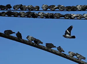 Pigeons huddle together to keep warm in New York Pigeons huddle together to keep warm in New York