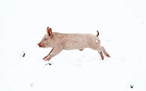 A piglet jumps through the snow on a pig farm in Thame A piglet jumps through the snow on a pig farm in Thame