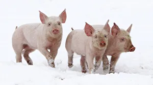 Three piglets walk in the snow on a pig farm in Thame Three piglets walk in the snow on a pig farm in Thame