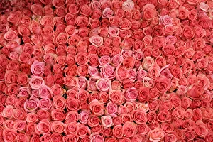 Pink roses adorn side of float which will take part in annual Rose Parade in Pasadena Pink roses adorn side of float which will take part in annual Rose Parade in Pasadena