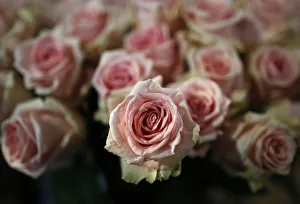 Pink roses are pictured at a flower shop on the eve of St Valentines Day in Frankfurt Pink roses are pictured at a flower shop on the eve of St Valentines Day in Frankfurt
