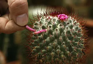 Plantation owner Diego Cruz removes a seed from an Escobaria cactus plant for propagation Plantation owner Diego Cruz removes a seed from an Escobaria cactus plant for propagation