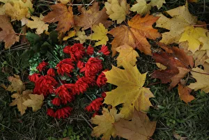 Plastic flowers lie on autumn leaves near a grave in Derio cemetery near Bilbao on All Saints Day Plastic flowers lie on autumn leaves near a grave in Derio cemetery near Bilbao on All Saints Day