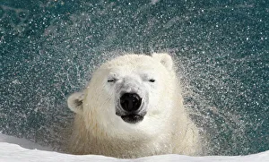 A polar bear shakes his body to remove water at the St. Felicien Wildlife Zoo in St A polar bear shakes his body to remove water at the St. Felicien Wildlife Zoo in St