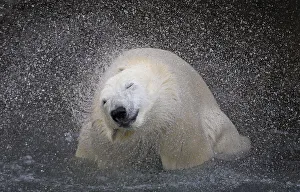 A polar bear shakes off water from its body at the St-Felicien Wildlife Zoo in A polar bear shakes off water from its body at the St-Felicien Wildlife Zoo in