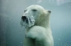 A polar bear swims underwater at the St-Felicien Wildlife Zoo in St-Felicien A polar bear swims underwater at the St-Felicien Wildlife Zoo in St-Felicien