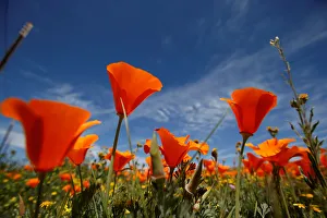 Poppies are pictured at the Antelope Valley California Poppy Reserve in Lancaster Poppies are pictured at the Antelope Valley California Poppy Reserve in Lancaster
